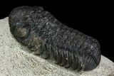 Bargain, Austerops Trilobite - Visible Eye Facets #120377-2